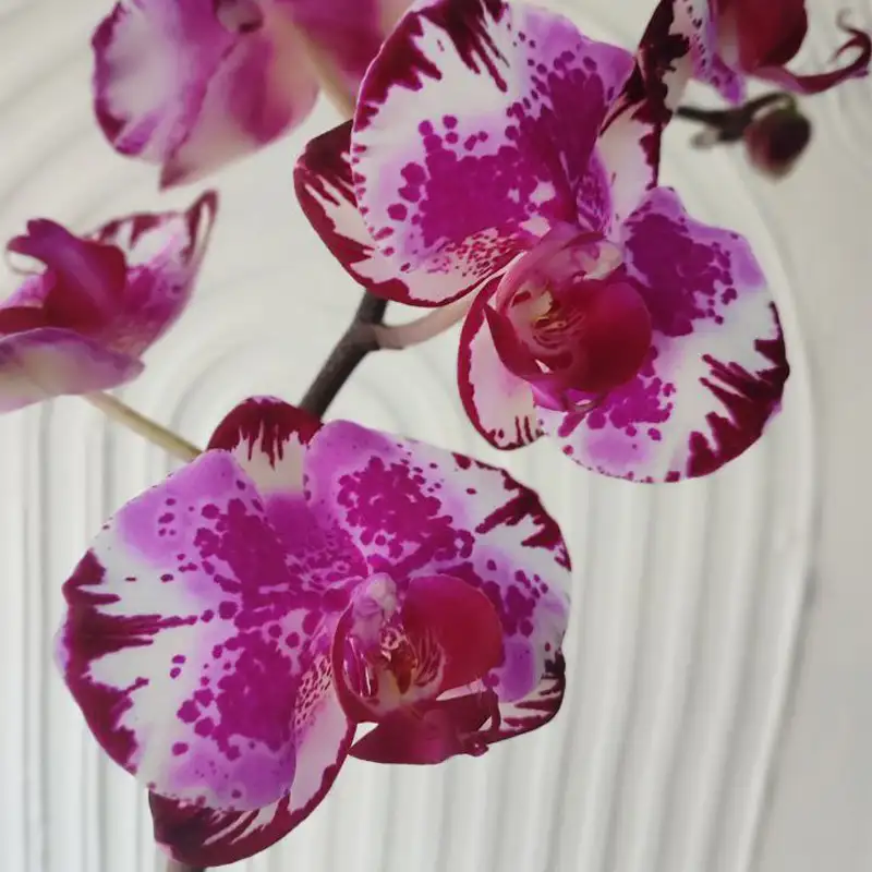گل طبیعی ارکیده فالنُوپسیس بنفش با الگوی لکه‌ای، به‌عنوان مرجع طراحی گردنبند ناشیدا