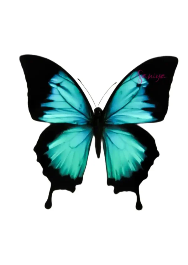 پروانه آبی و مشکی طرح 18