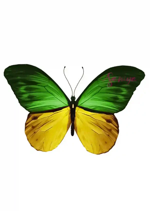 پروانه زرد و سبز طرح 23