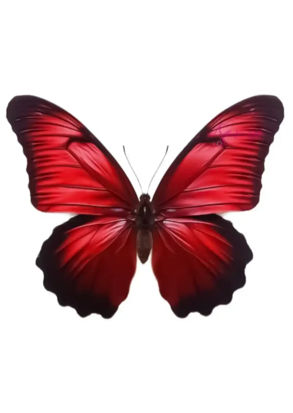 پروانه قرمز طرح 29