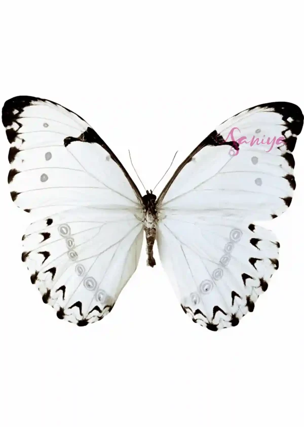 پروانه سفید طرح 7