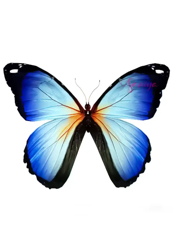 پروانه آبی و نارنجی طرح 53